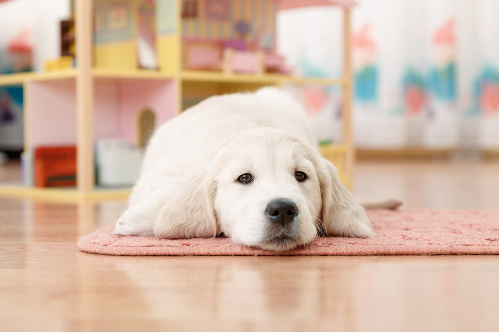 3 Pet-Friendly Flooring Options