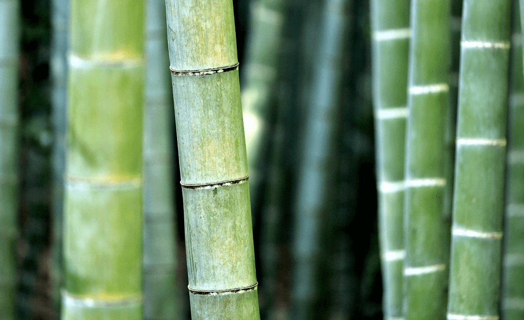 Bamboo Flooring Problems